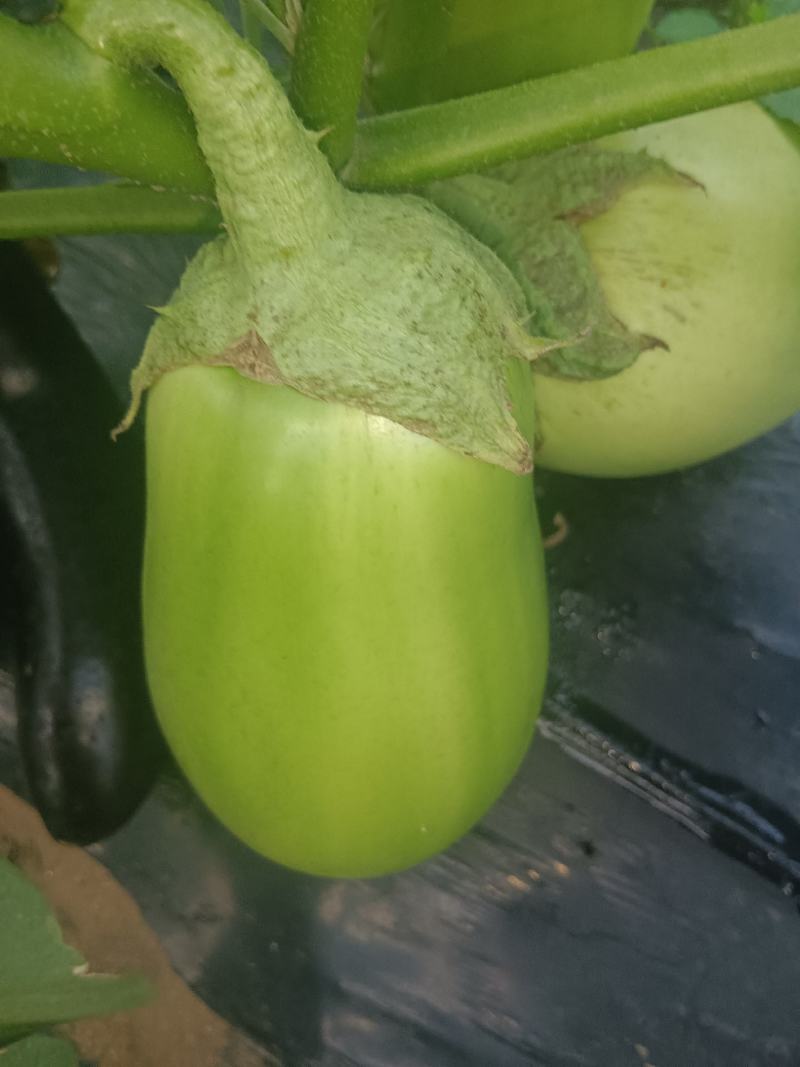 青茄