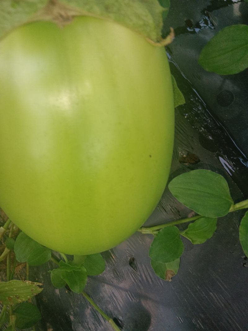 青茄