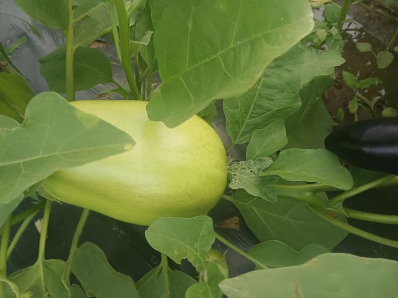 青茄