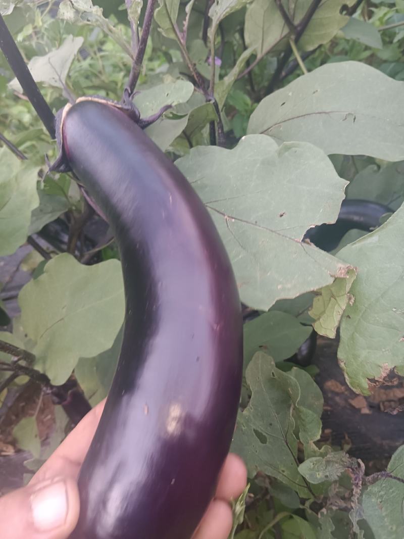 长茄