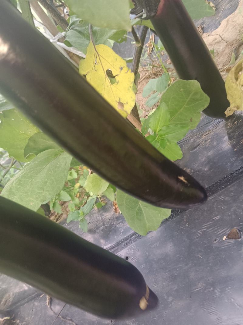 长茄