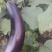 长茄