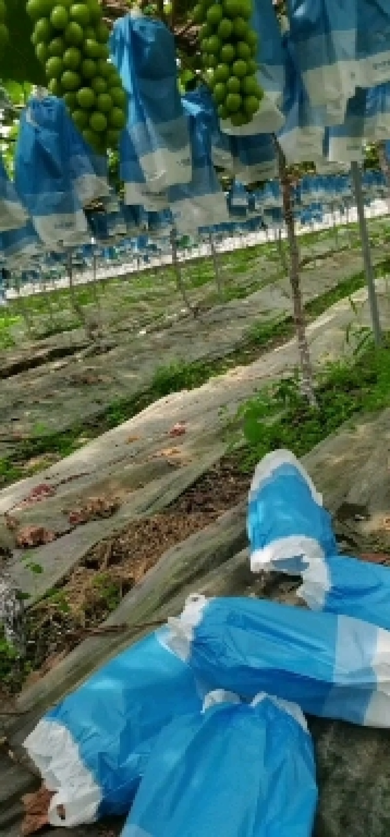 阳光玫瑰二十亩没采摘过需要的老板联系