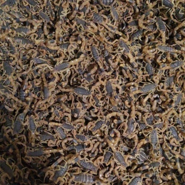 陕西蝎子野外无饲养不喂食。全活。干净无杂质