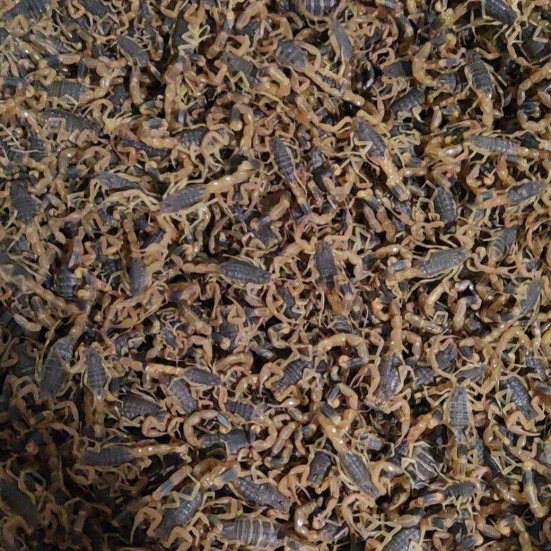 陕西蝎子野外无饲养不喂食。全活。干净无杂质