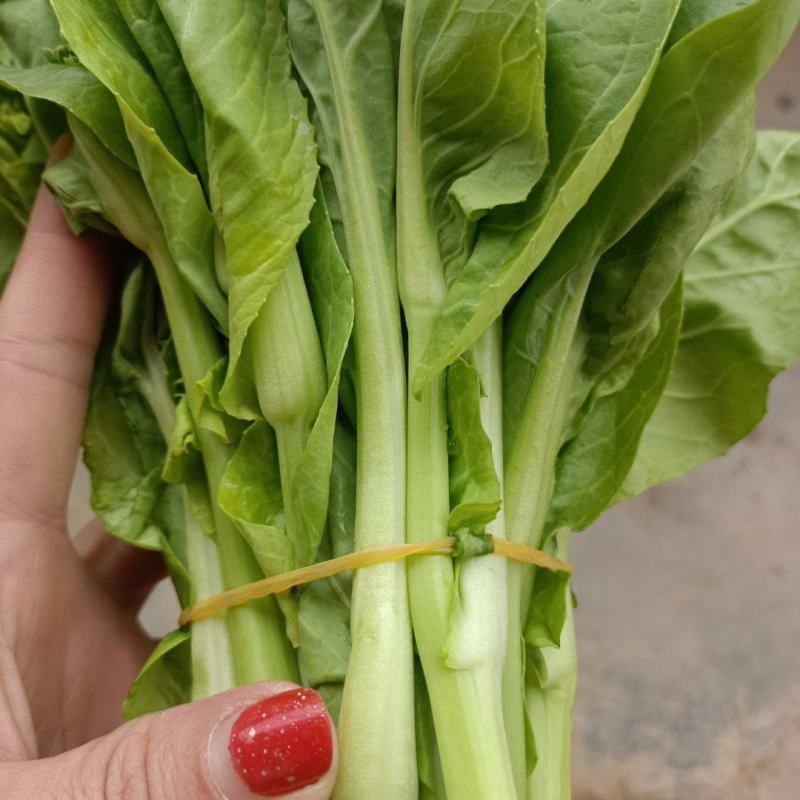 白菜苔，白菜苔种子