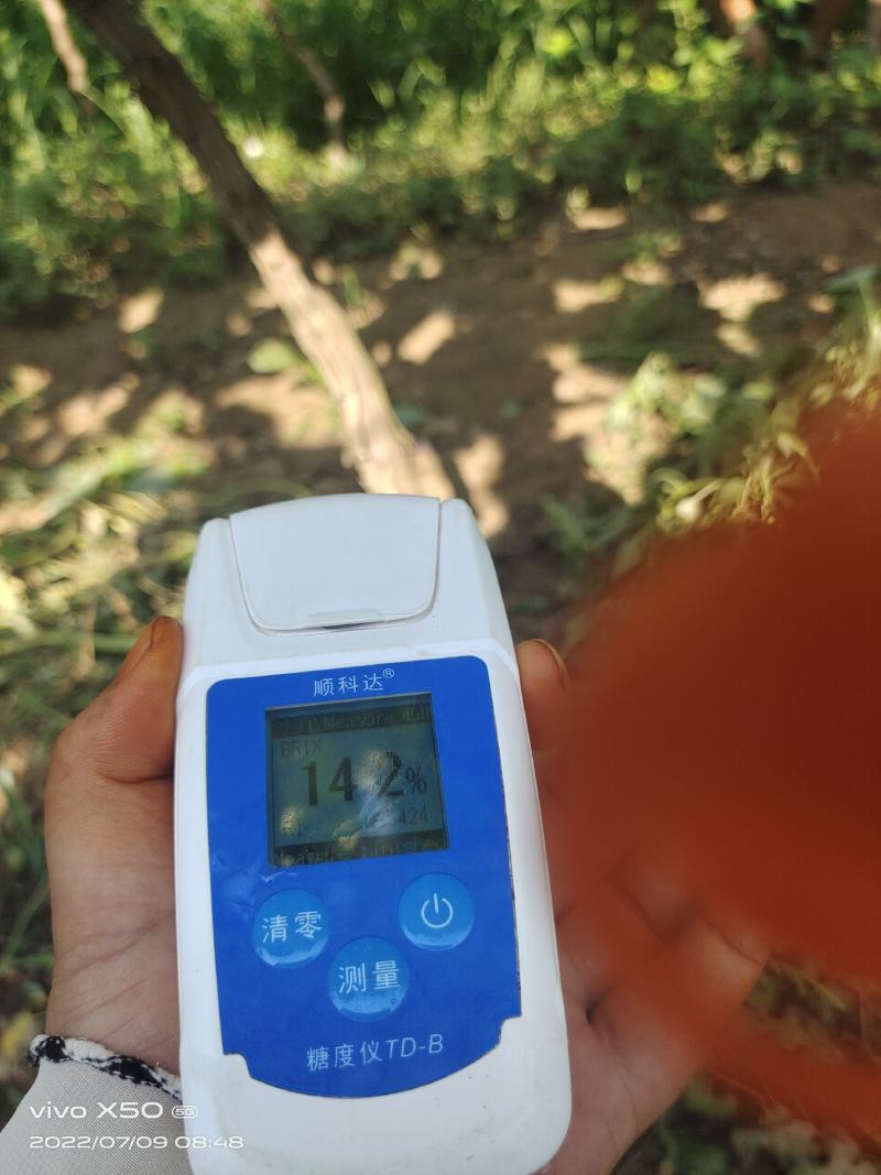 陕西早熟葡萄
