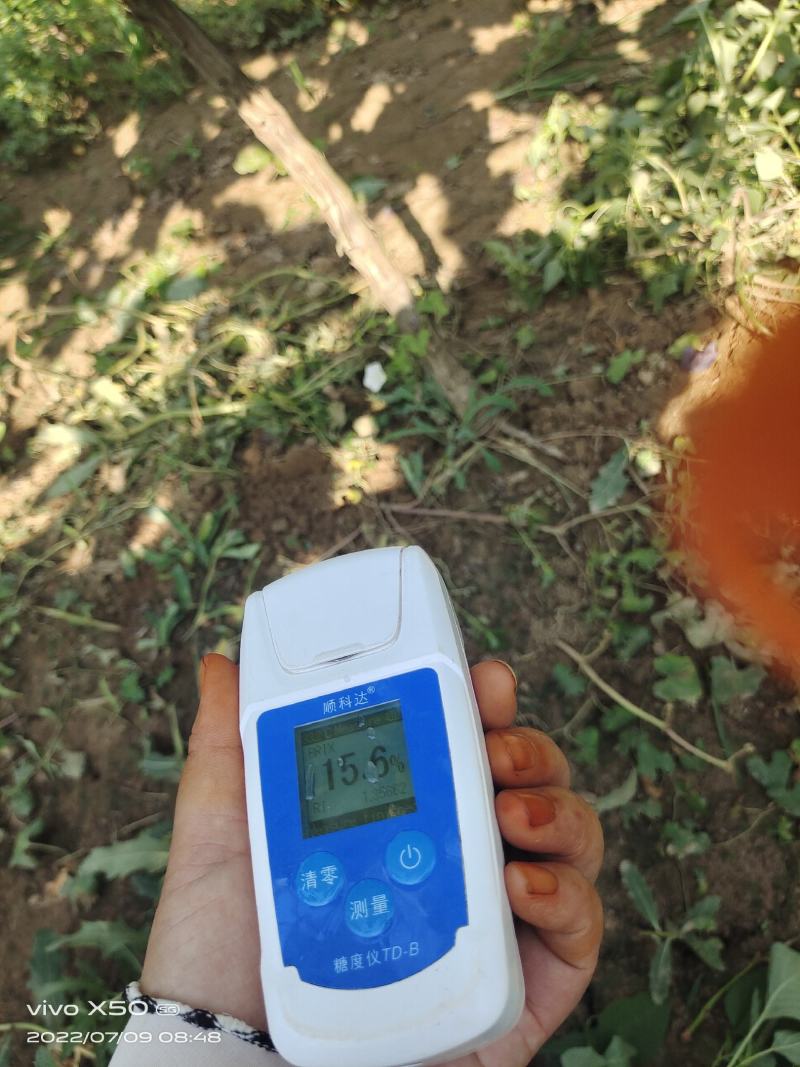 陕西早熟葡萄