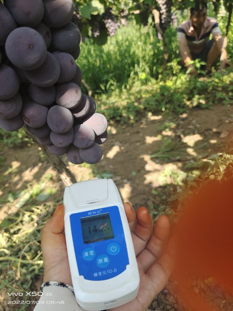 陕西早熟葡萄