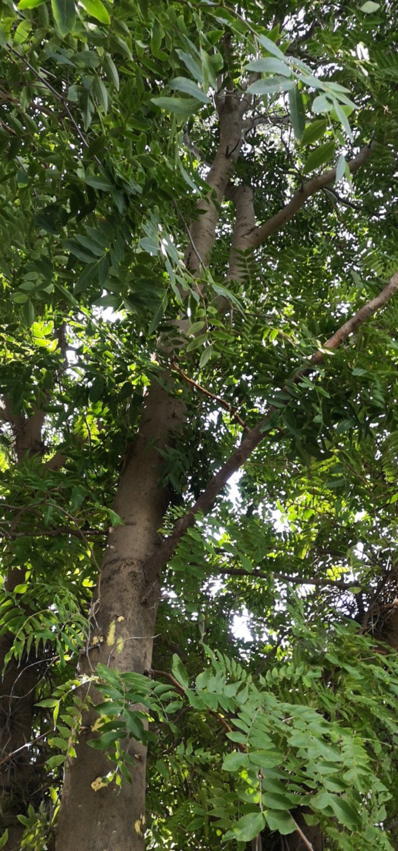 皂角