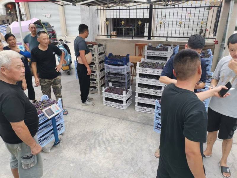 浦江巨峰葡萄已上市，个大味甜，欢迎朋友来品尝