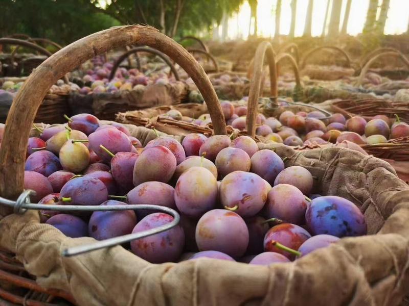 新疆伽师西梅法兰西水果产地直发批发团购包售后货源稳定包邮
