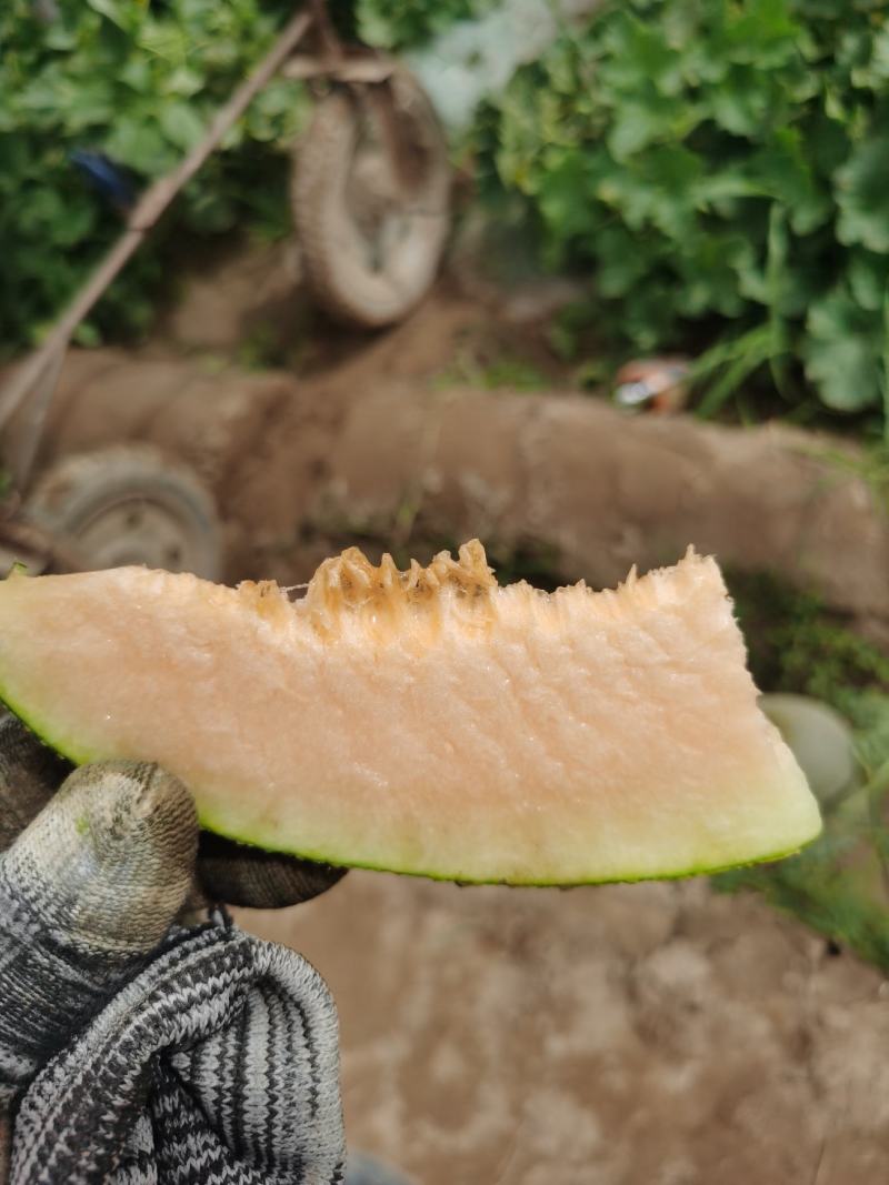 西州蜜瓜25号大量上市，今年雨季少，质量非常好，含糖17