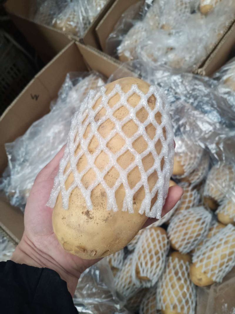山东荷兰十五土豆产地产地货源一手货物全国发货
