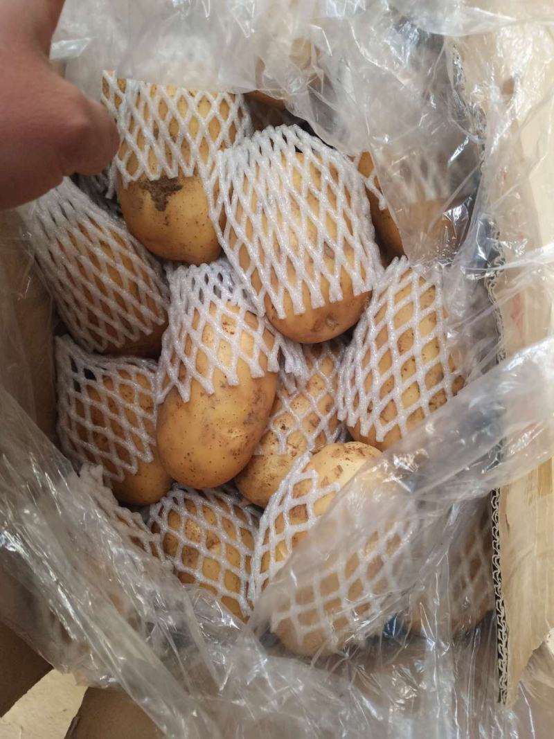 山东荷兰十五土豆产地产地货源一手货物全国发货