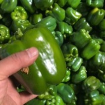 【圆椒推荐】河北精品青椒大量上市可供超市