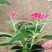 繁星花颜色多品种全宿根植物租摆绿化用量大诚信经营质优价廉