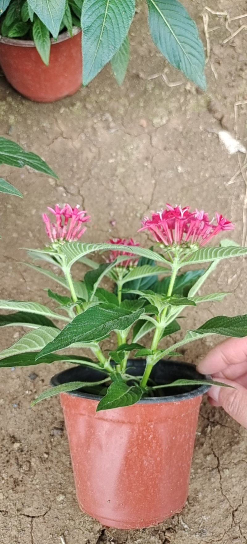 繁星花颜色多品种全宿根植物租摆绿化用量大诚信经营质优价廉