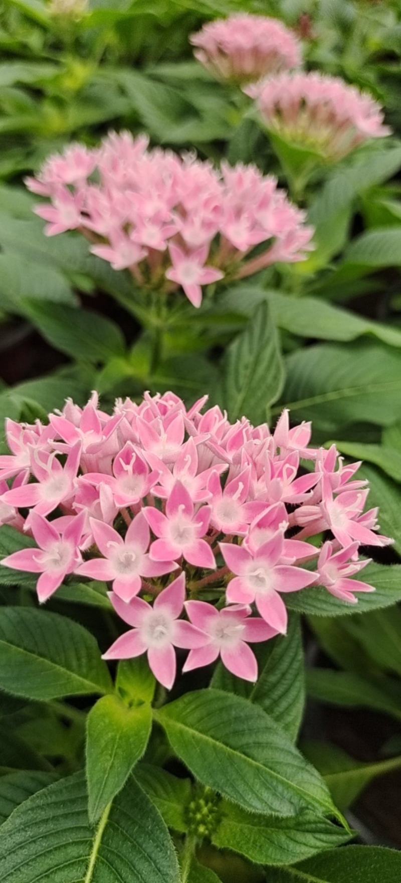 繁星花颜色多品种全宿根植物租摆绿化用量大诚信经营质优价廉