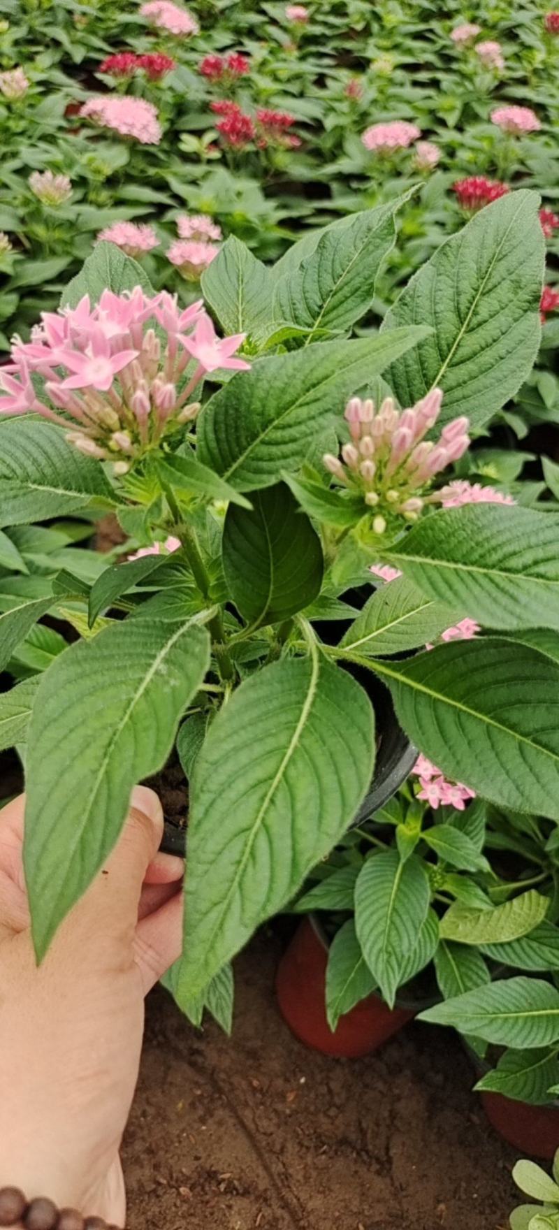 繁星花颜色多品种全宿根植物租摆绿化用量大诚信经营质优价廉