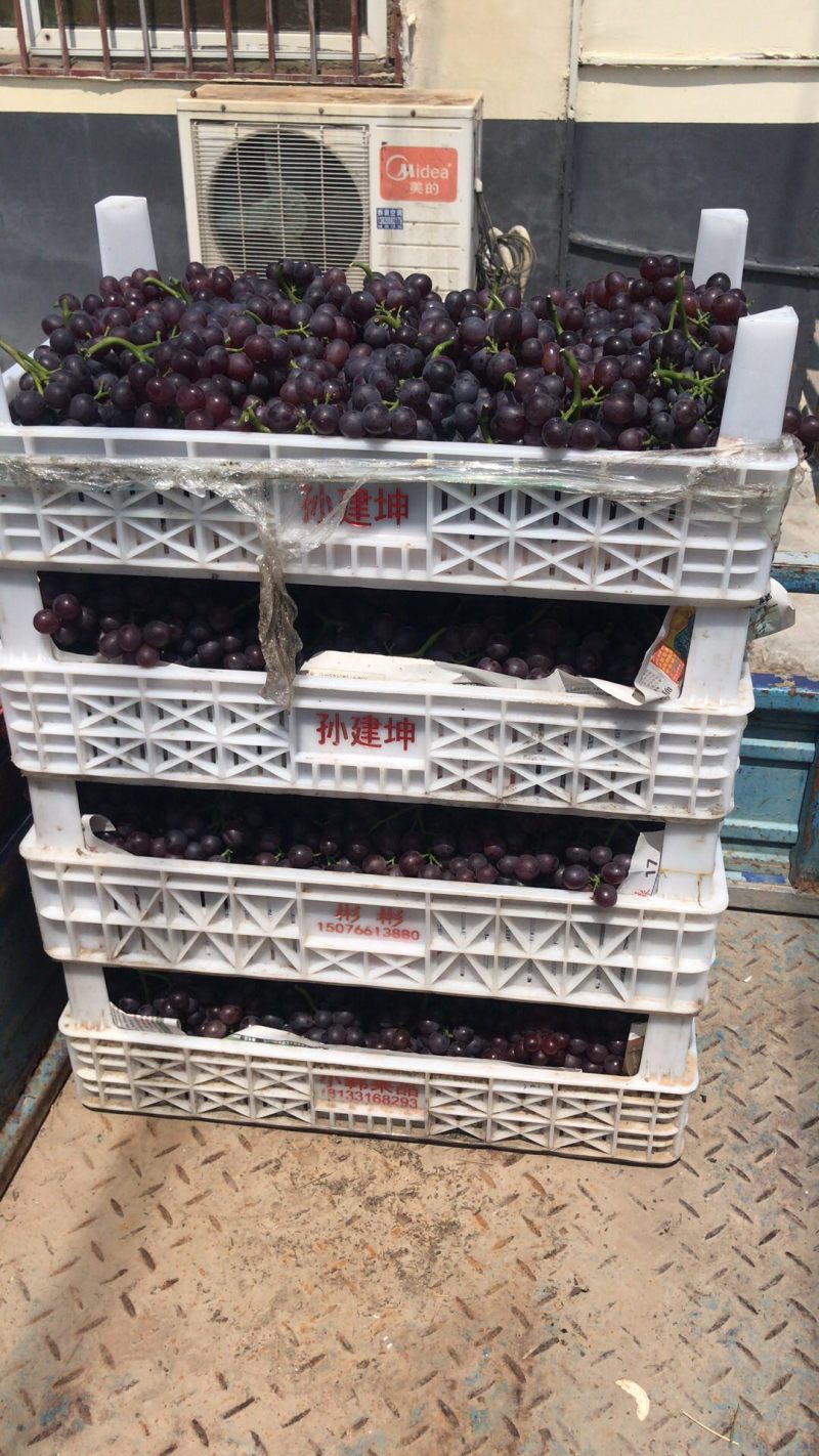 职业代办茶淀玫瑰香葡萄当地有实体店万亩园林出货稳定！
