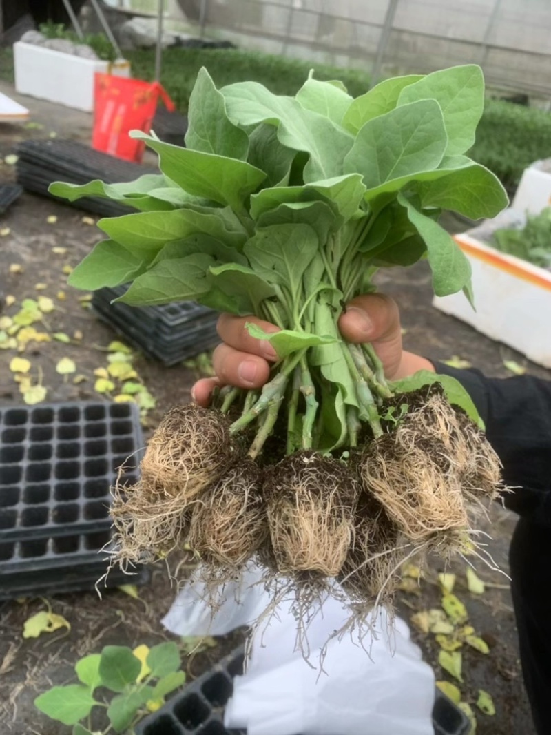 嫁接中茄苗直生中茄