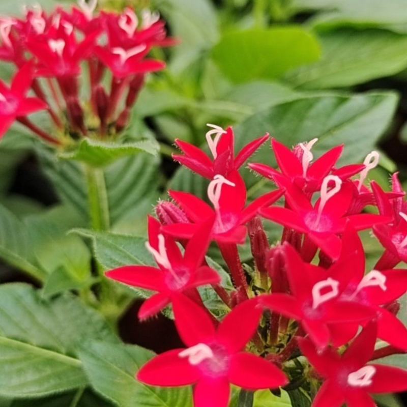 繁星花颜色多品种全宿根植物租摆绿化用量大诚信经营质优价廉