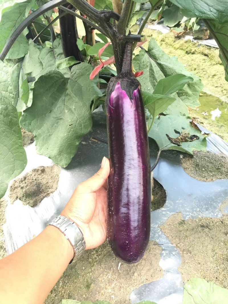 嫁接中茄苗直生中茄