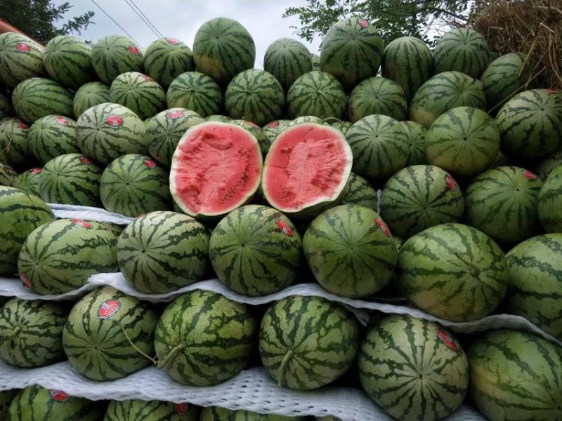 【硒砂瓜】宁夏石缝瓜头茬大量供应电商品质批发价格