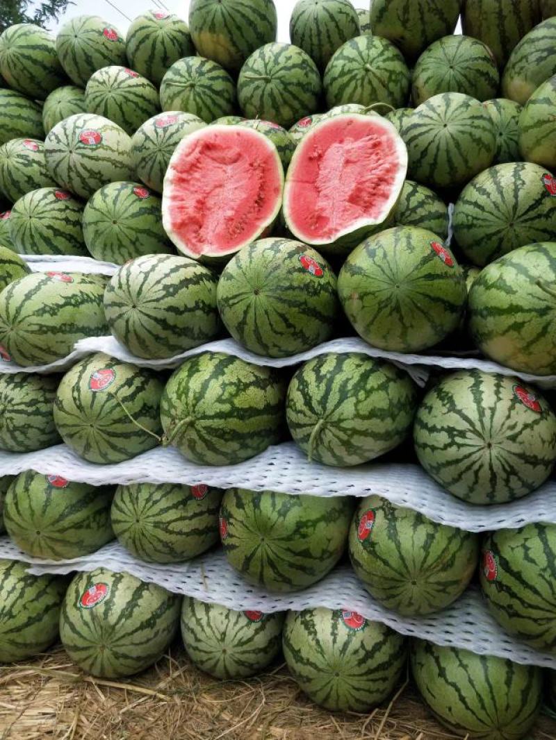 【硒砂瓜】宁夏石缝瓜头茬大量供应电商品质批发价格