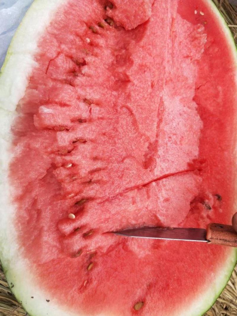 【硒砂瓜】宁夏石缝瓜头茬大量供应电商品质批发价格