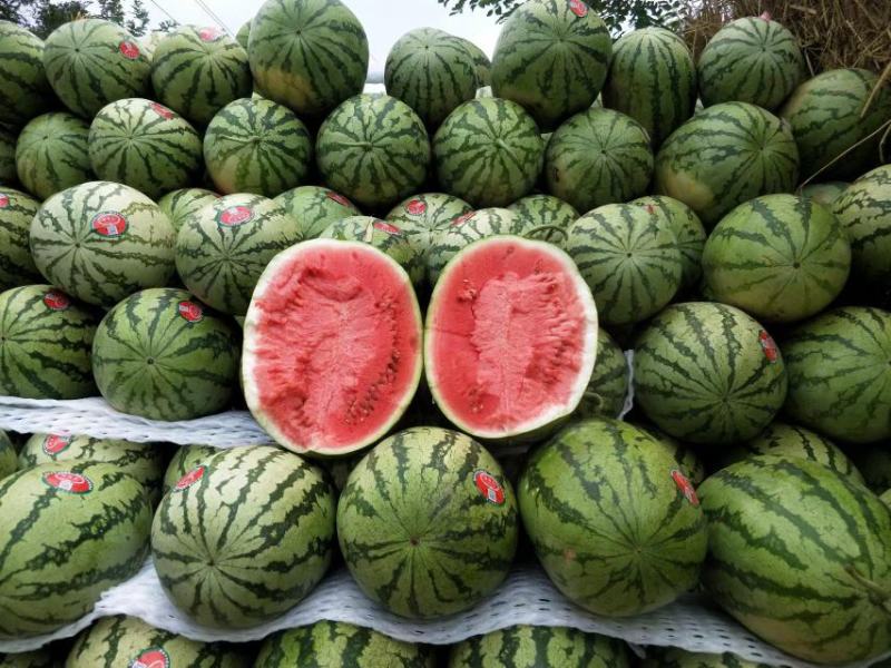 【硒砂瓜】宁夏石缝瓜头茬大量供应电商品质批发价格