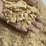 玉米次粉可增重育肥提供营养蛋白水平高厂家直销