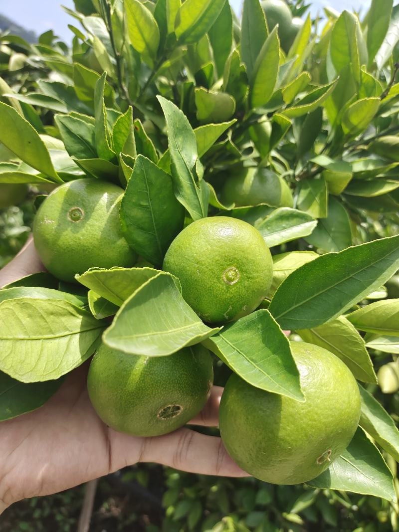 云南高原蜜橘