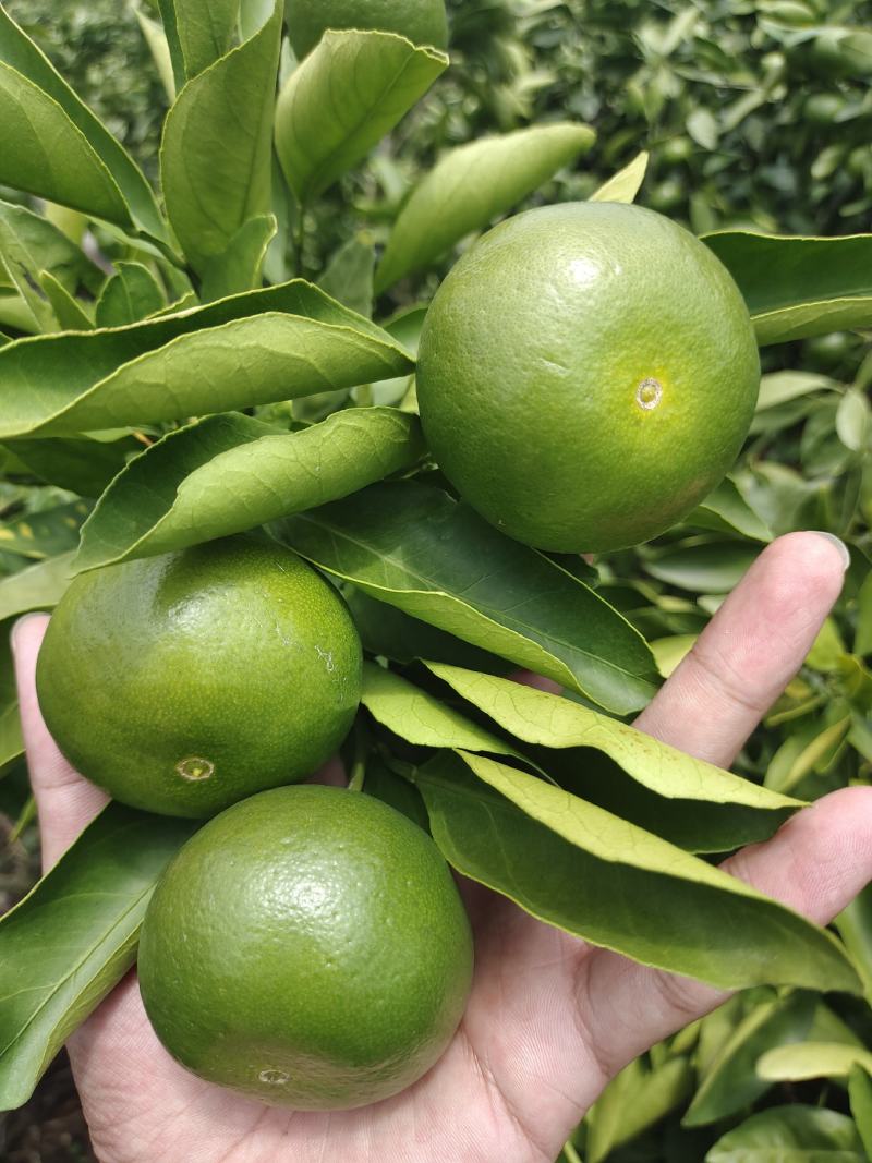 云南高原蜜橘