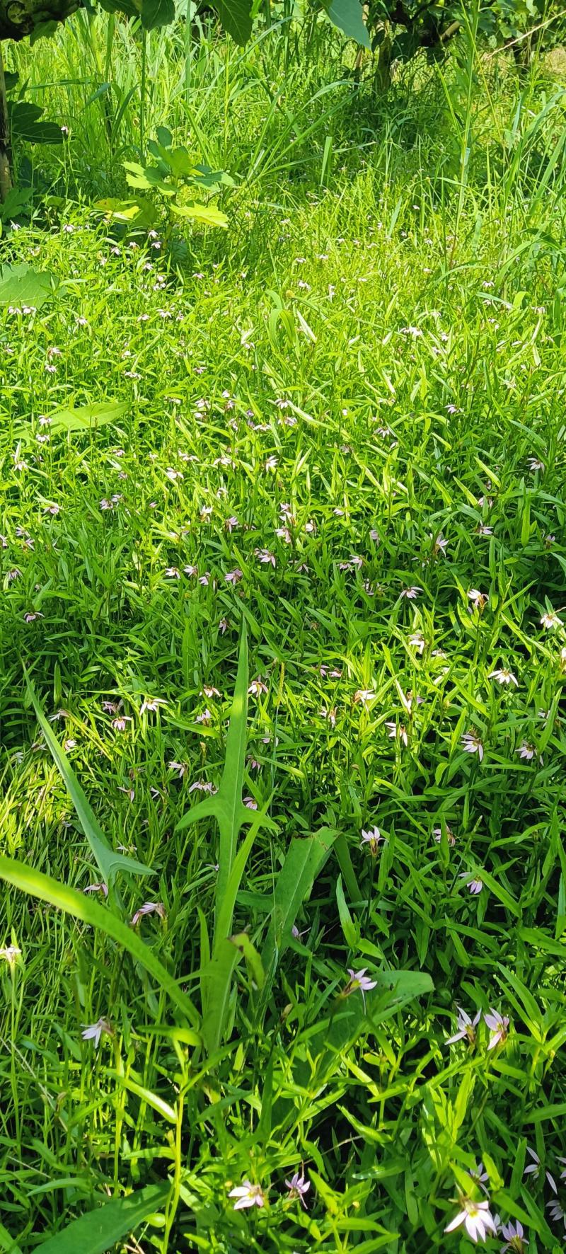 福建野生半边莲新鲜半边莲接受预定现订现挖量大从优