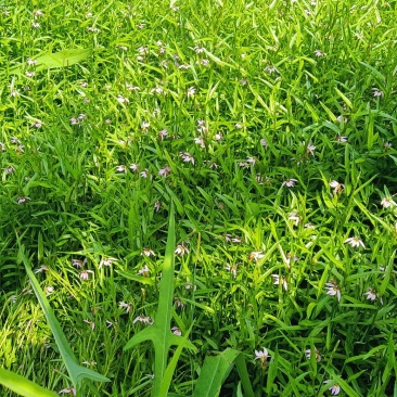 福建野生半边莲新鲜半边莲接受预定现订现挖量大从优