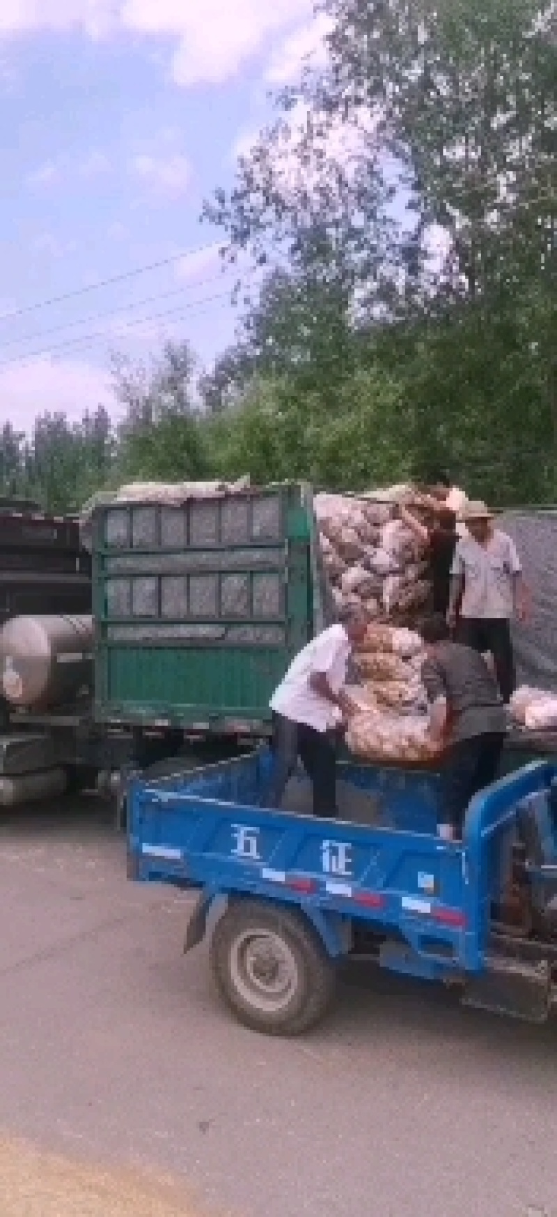 精品黄金薯