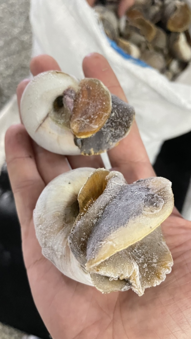 无沙玉螺高品质
