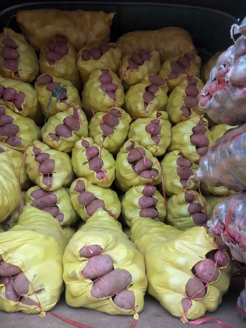 云南高原青薯九号红皮黄心
