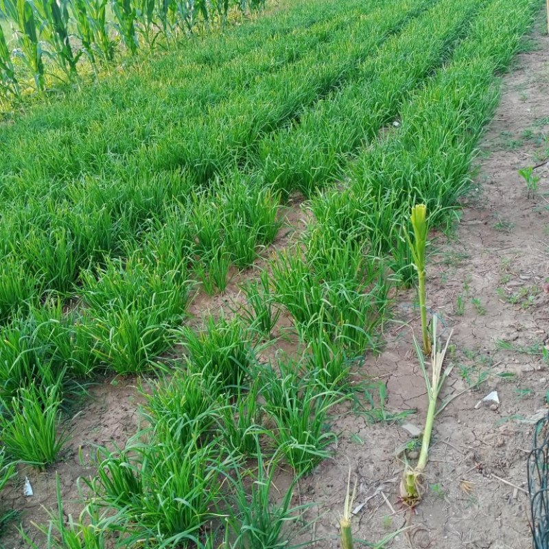 大叶韭菜