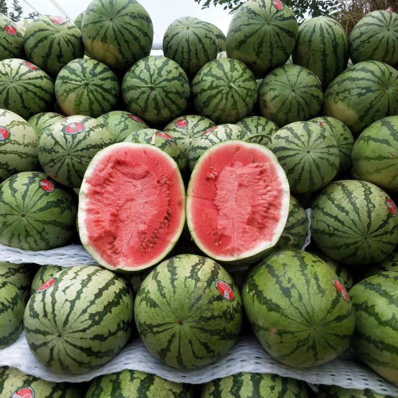 宁夏金城5号货源充足无中间商价格可谈