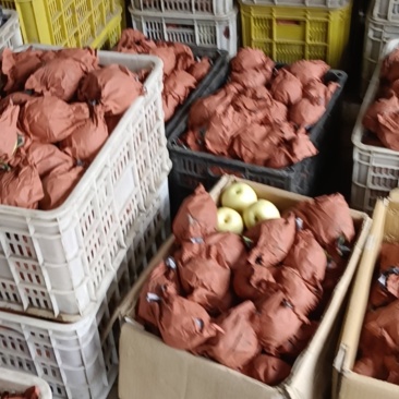 泊头市黄冠梨套登