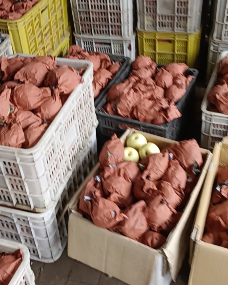 泊头市黄冠梨套登
