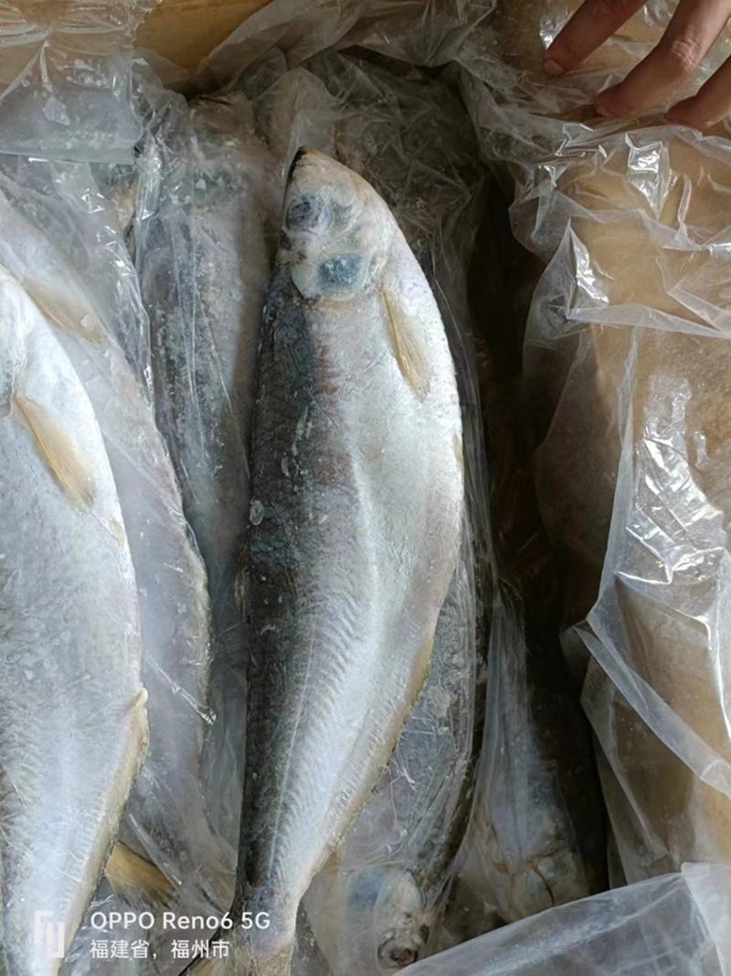 白力鱼日本白力鱼鲜活白力鱼大白力鱼进口海鲜