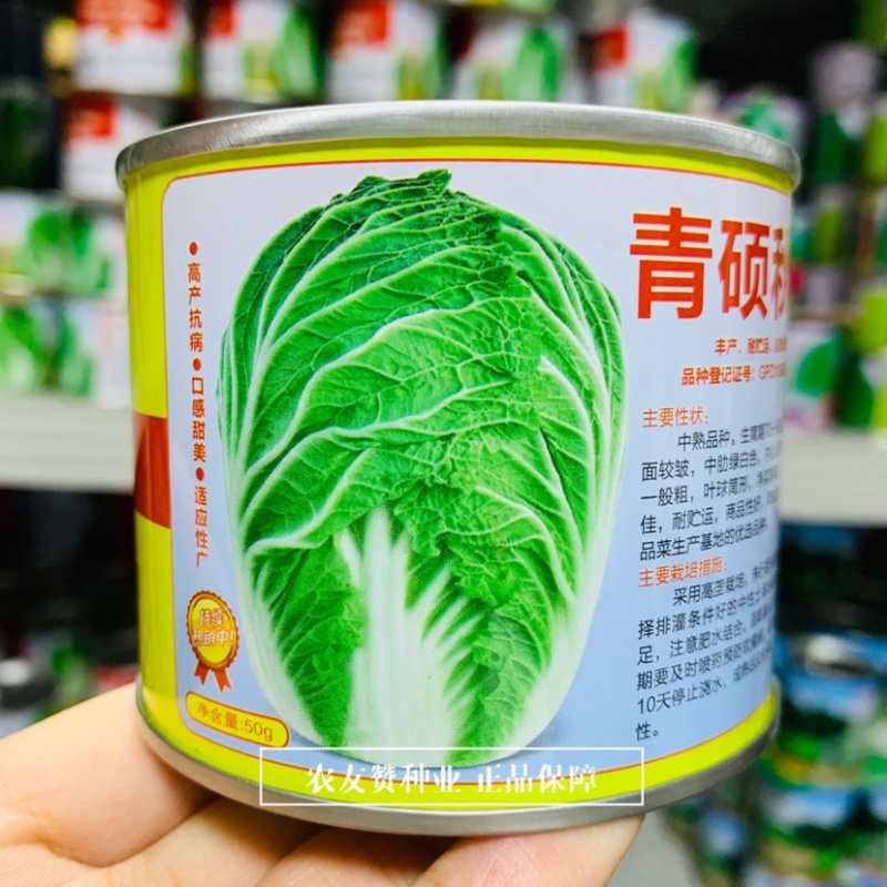 青硕秋爽大白菜种子丰产优良秋白菜，中熟黄心大白菜种子