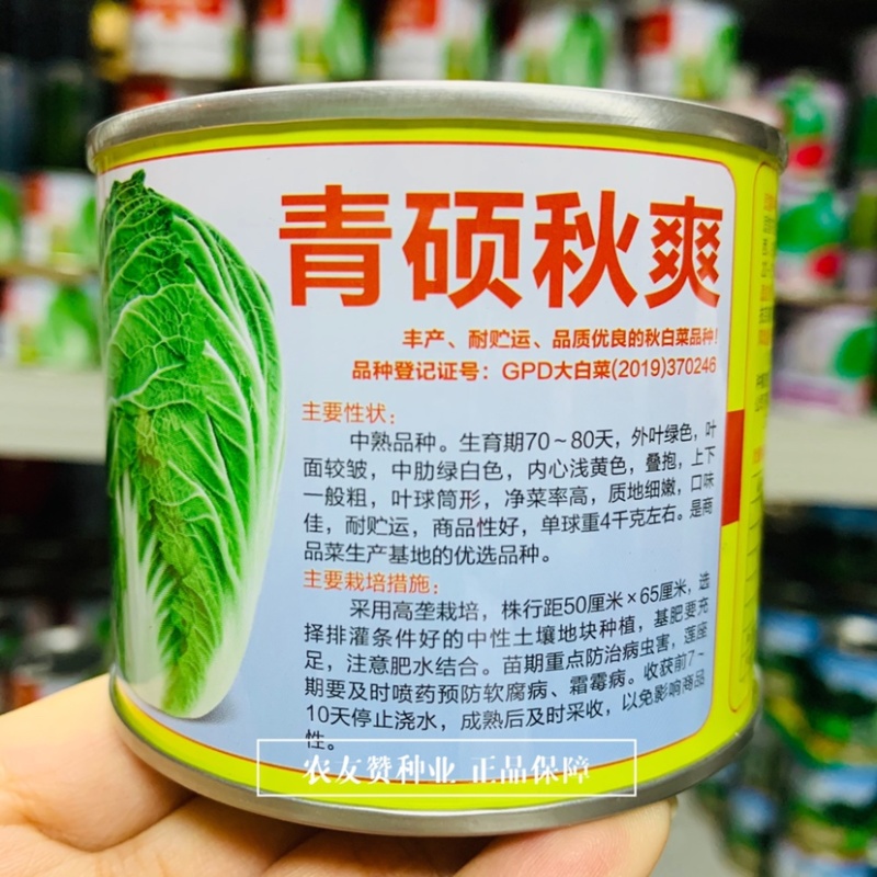 青硕秋爽大白菜种子丰产优良秋白菜，中熟黄心大白菜种子