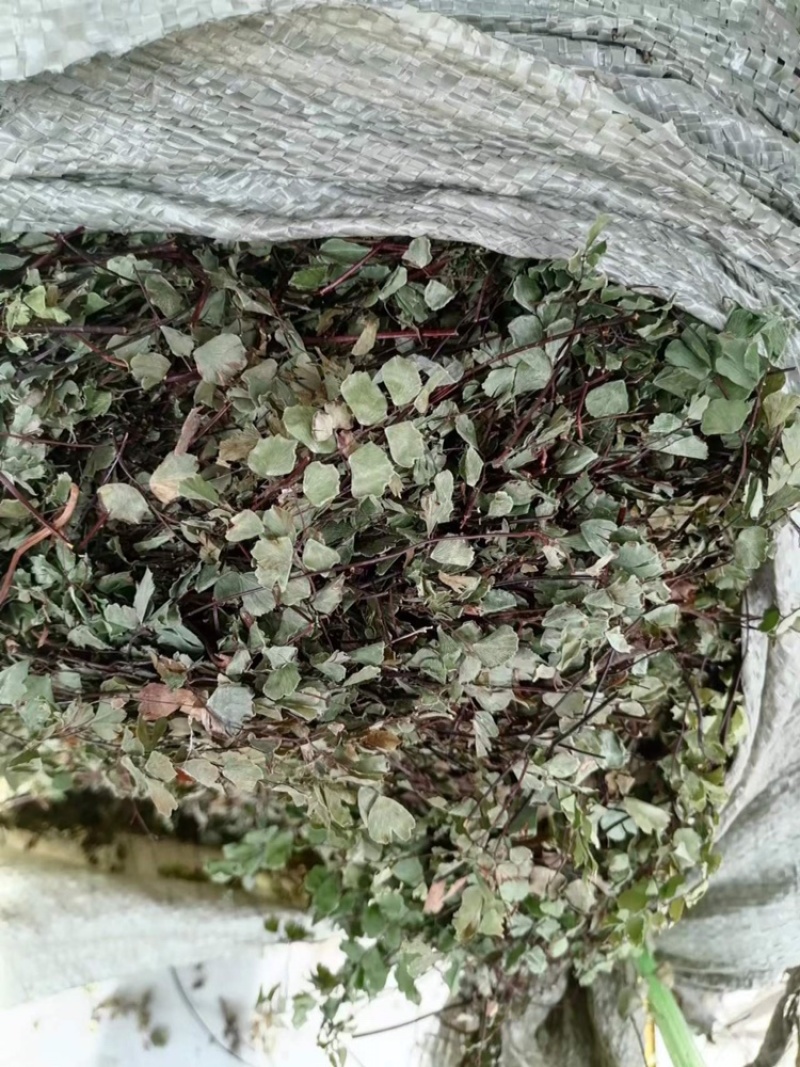 猪鬃草干货