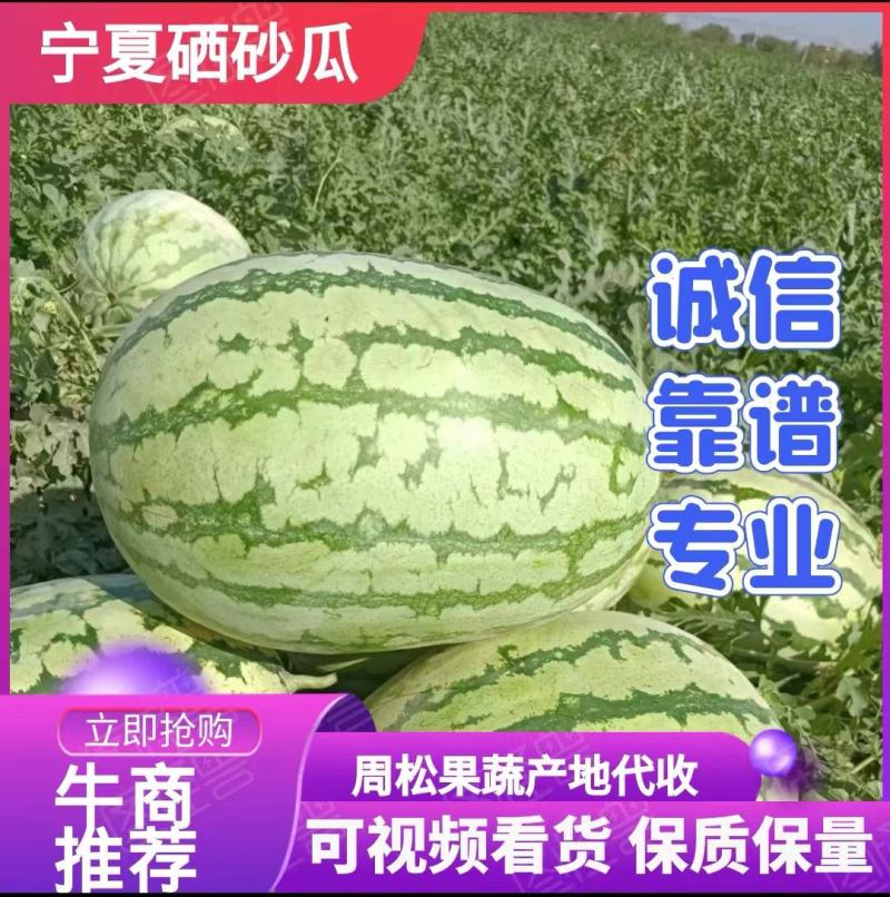陕甘宁，金城5号金花1号瓜个大，皮毛亮骚产地直发货源