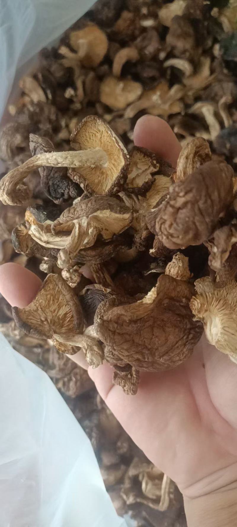 野生香菇